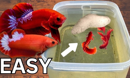 早熟打了达菲林抗制剂后的身体反应-打达菲林后孩子乳房发育的特别大还下垂-九岁女孩打达菲林好吗,中国小孩性早熟打达菲林的副作用网站